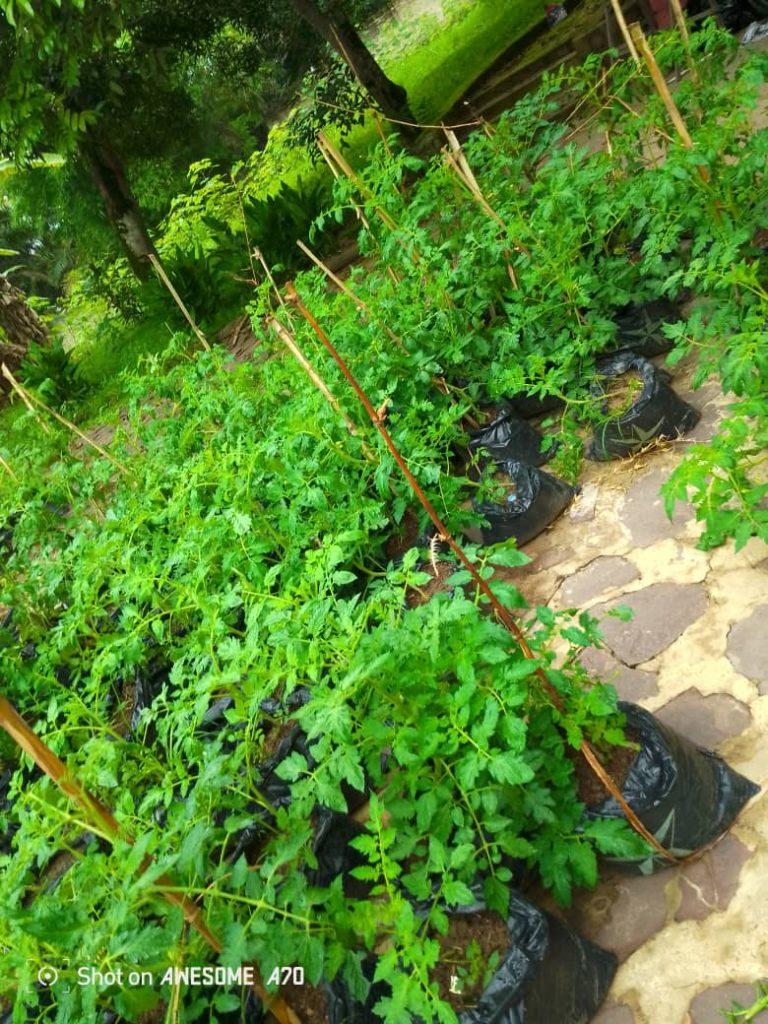 Soeurs de la Croix - Afrique